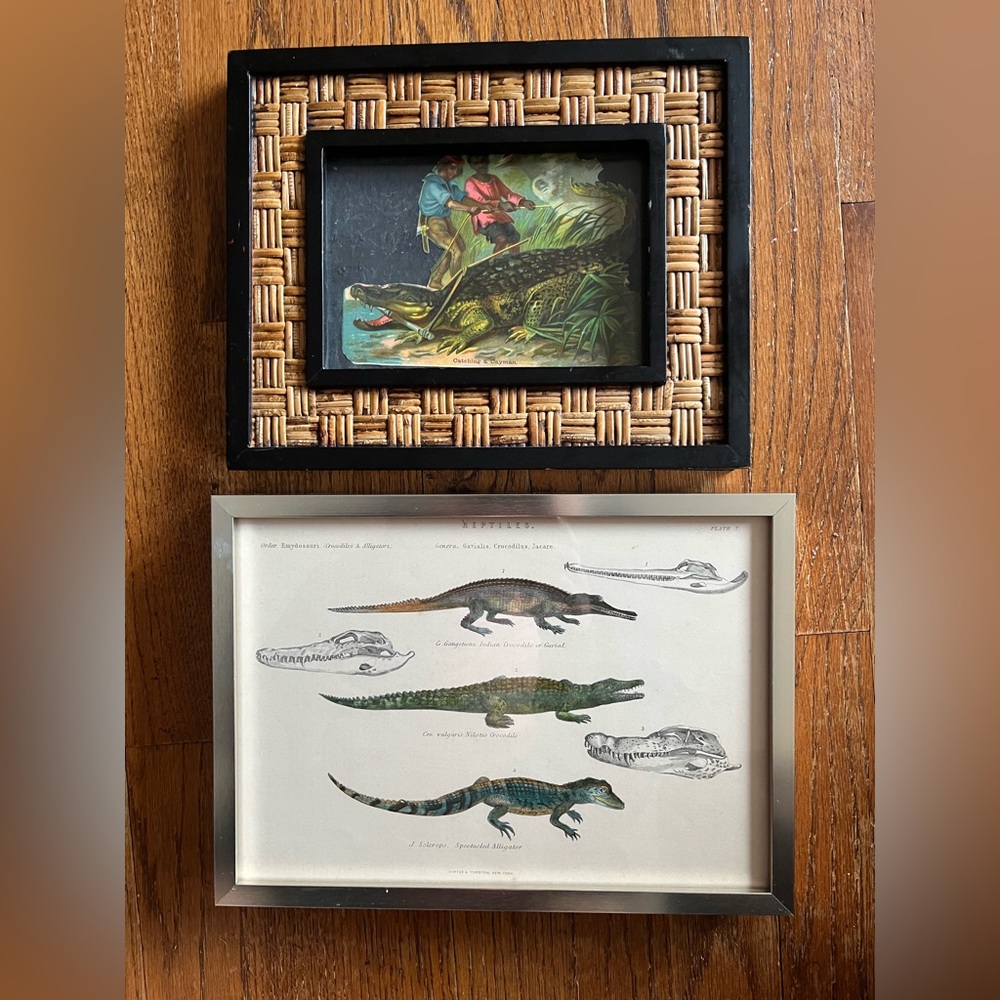 crocodile alligator vintage prints